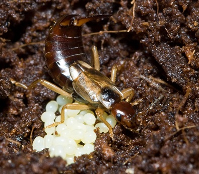 Illustration for article titled Orphan an Earwig and They'll Grow Up Bigger